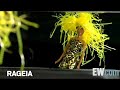 Hell no! Explorita vs. Rageia