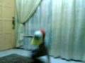 videos de Ijat k.j.choi.3gp