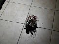 Robot learning to find the light Robot learning to find the light