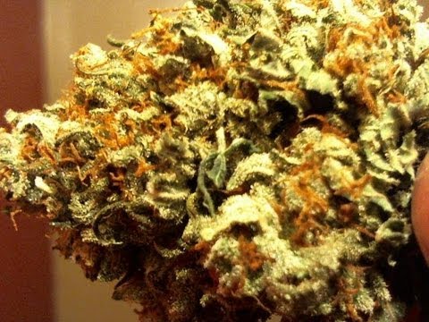 how to grow lemon g