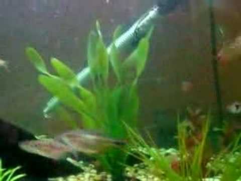 how to sink bloodworms