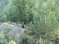 Big NZ billy goat