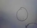 How to confuse an ant !!