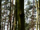 Forest noise