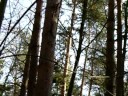 Forest noise