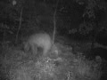 Cinnamon phase bear 5/23/2012