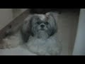 shih tzu wifey bedtime medicine