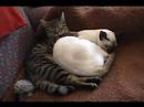 Minkus & Miou News