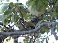 nestlings nestlings