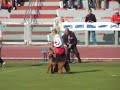 Polish Airedale, obedience part2 Polish Airedale, obedience part2