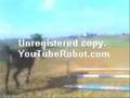 videos de my horse star in a better times.