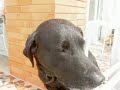 Frida, the labrador or black dog princess Frida, the labrador or black dog princess