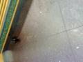 videos de Piccione gira felice dentro da Altero