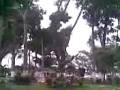 videos de chetumal  mataarboles ruiz morcillo