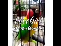 Lovebird Jaran Goyang - Dakori Grade A - Ngekek Pa