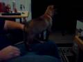 videos de zoey 1st video 2months (ori-pei)