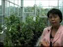 Researcher working to grow poplar trees for biofuel Researcher working to grow poplar trees for biofuel