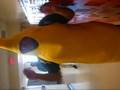 videos de peanutbutter jelly time!