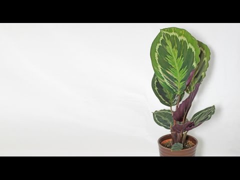 how to replant prayer plant