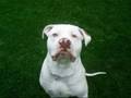 videos de Save the pibulls