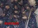 Roach Rave