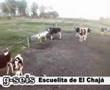 Recorriendo mis pagos / El ChajÃ¡ Campo Argentino