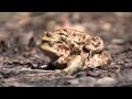 Żaby - Frogs Love