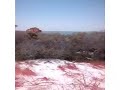 1600 year old Dune Ridge Vista