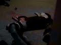 PIT BULL PRANKS- 