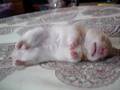 A-Bao Dreaming