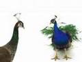 Telus - peacocks