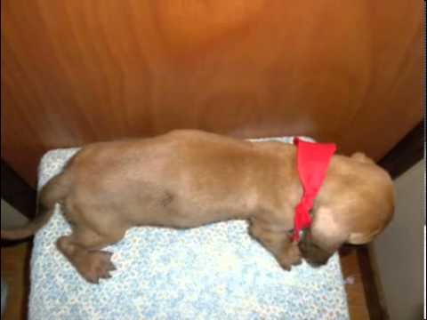 Buster- CKC Registered