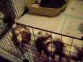 Home raised Shih Tzu Puppies