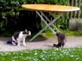 Howling Cat