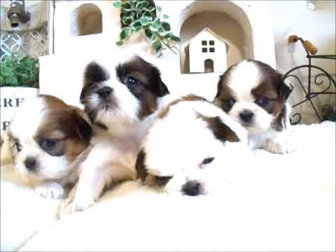 YouTube Preview Image