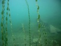 scubadiving with urs thommen part 1.