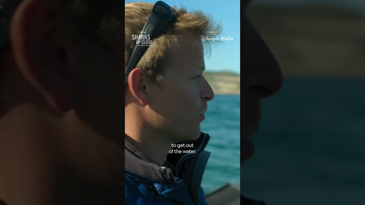 Our ocean is home to so many creatures, but Bertie Gregory has his eye on just one #SharksUpClose Our ocean is home to so many creatures, but Bertie Gregory has his eye on just one #SharksUpClose