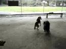 Kuma and Rennie hippityhop
