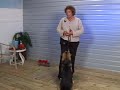 Dog Training Tips : Dog Training: Preventing Jumping Dog Training Tips : Dog Training: Preventing Jumping