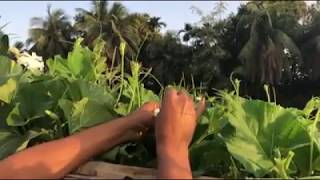 লাউ এর হাত পরাগায়ন ‍Artificial (Hand) Pollination of Bottle gourd