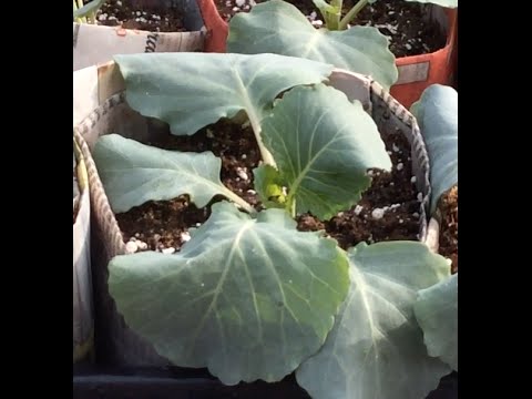 how to transplant cabbage