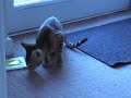 Indie Our Serengeti Kitten in the Porch