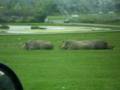 Toronto African Safari