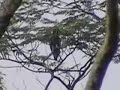 08003蜂鷹野放一