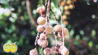  A scale Insects