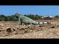 Fascinating Curacao - Jeeptour - Nederlandse versie Fascinating Curacao - Jeeptour - Nederlandse versie
