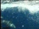 Spinner Dolphins on the move