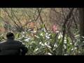 videos de Rally Japan 2008 SS4 Part.4