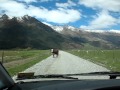 Vacances Jour 13: Rob Roy Glacier et les vaches...