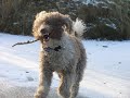 agua,chien,d'eau